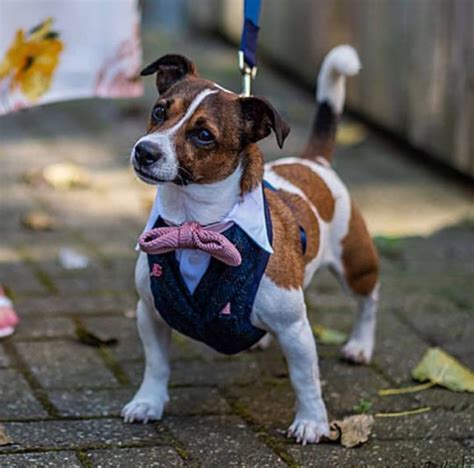 dog harness for jack russell